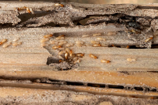Insect Control in Hope Valley, RI
